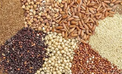 جدیدترین قیمت نهاده های دامی امروز ۲۷ مرداد؛ نرخ سبوس گندم و برنج اعلام شد + جدول کامل / قیمت روز سبوس گندم، برنج و نهاده های دامی؛ بازار کشاورزی در ۲۷ مرداد ۱۴۰۵ چه نرخی دارد؟