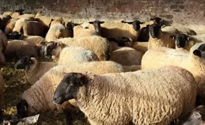 بازار دام و گوشت قرمز امروز ۱۴ مرداد | کاهش ۳۰ درصدی قیمت دام زنده؛ علت اصلی چه بود؟ / رئیس شورای تأمین دام: قیمت هر کیلو بره نر ۶۳۵ تا ۶۴۰ هزار تومان، گوساله ۵۰۰ تا ۵۱۰ هزار تومان / چرا گوشت در قصابی‌ها ارزان نشد؟