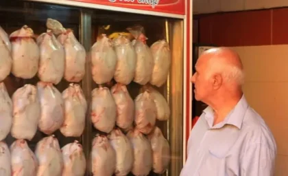 بی نیازی بازار به واردات گوشت مرغ؛ چرا بازار ایران دیگر به مرغ وارداتی نیاز ندارد؟ / واردات گوشت مرغ متوقف می‌شود؟ بررسی وضعیت تولید و تامین گوشت مرغ در بازار ایران / بازار گوشت مرغ بدون واردات؛ جزئیات افزایش تولید داخلی و بی نیازی بازار به گوشت مرغ وارداتی