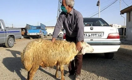 بازار دام زنده امروز ۹ مرداد ۱۴۰۵ | گوساله کیلویی ۵۳۰ هزار تومان شد؛ نوسان جزئی قیمت گوسفند و گوساله در استان‌ها / جدیدترین نرخ‌های دام زنده امروز ۹ مرداد؛ میانگین کشوری گوساله ۵۳۰ هزار تومان و گوسفند ۶۶۳ هزار تومان + جدول نرخ‌ های استانی