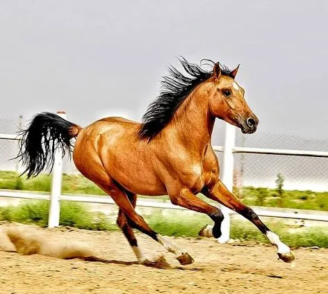 لیست ثبت نام اسبدوانی هفته سوم مشهد ۱۴۰۵ منتشر شد + دسترسی به سامانه asbdavani.app