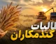 پرداخت جدید ۵۰ هزار میلیارد تومانی به گندمکاران تا چند روز آینده؛ مطالبات تا ۲۲ مرداد به ۲۱۰ همت می‌رسد