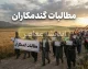 آخرین وضعیت مطالبات گندمکاران؛ ۸۵ درصد پرداخت شد و بقیه در انتظار تأمین اعتبار