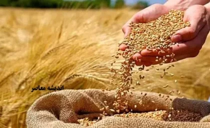 سویق گندم، یک ابرغذای فراموش‌شده؛ از تقویت استخوان‌ها تا افزایش انرژی و چاقی سالم