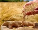 سویق گندم، یک ابرغذای فراموش‌شده؛ از تقویت استخوان‌ها تا افزایش انرژی و چاقی سالم