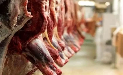 خبر فوری بازار گوشت | قیمت گوشت قرمز امروز جمعه ۲۷ شهریور ۱۴۰۵ اعلام شد / ران گوسفندی ۲ میلیون و ۳۴۰ هزار تومان و ران گوساله ۲ میلیون و ۲۰۰ هزار تومان معامله شد / بازار با ثبات و آرامش کامل همراه است