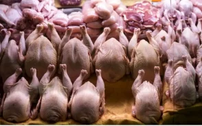 قیمت مرغ امروز ۸ مهر ۱۴۰۵ | گوشت مرغ، فیله، سینه و ران چند شد؟