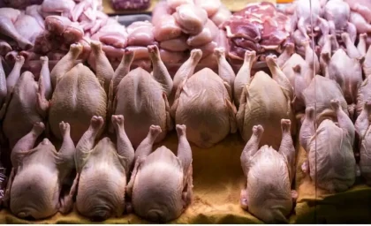 قیمت مرغ امروز ۸ مهر ۱۴۰۵ | گوشت مرغ، فیله، سینه و ران چند شد؟
