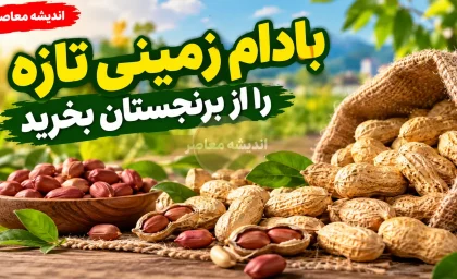 بهترین بادام زمینی آستانه اشرفیه؛ بادام تازه و خوش طعم را از برنجستان بخرید/شماره تماس و ثبت سفارش: 09397021056