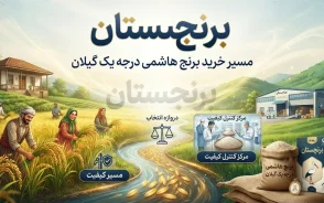 تفاوت برنج صدری هاشمی با سایر برنج ها؛ برنج هاشمی چیست و بهترین برنج هاشمی درجه یک گیلان را از کجا بخریم؟