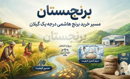 تفاوت برنج صدری هاشمی با سایر برنج ها؛ برنج هاشمی چیست و بهترین برنج هاشمی درجه یک گیلان را از کجا بخریم؟
