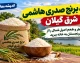 خرید برنج صدری هاشمی شرق گیلان؛ عطر و طعم اصیل شمال را از برنجستان به خانه ببرید