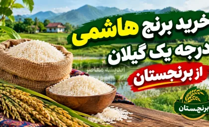 صدری هاشمی گیلان بهتر است یا طارم هاشمی؟ تفاوت‌ ها و دلایل انتخاب صدری هاشمی