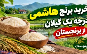 خرید برنج هاشمی درجه یک گیلان؛ برنج اصیل شمال را از فروشگاه معتبر برنجستان بخرید/ لینک خرید بهترین برنج ایرانی berenjestan.com