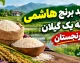 خرید برنج هاشمی درجه یک گیلان؛ برنج اصیل شمال را از فروشگاه معتبر برنجستان بخرید/ لینک خرید بهترین برنج ایرانی berenjestan.com