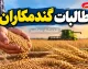 آخرین وضعیت مطالبات گندمکاران در مهر ۱۴۰۵ | پرداخت ۳۹۲ همت از پول گندم کشاورزان؛ جزئیات تسویه باقی مانده مطالبات گندمکاران را بخوانید